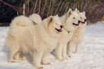samoyede - Samoyède