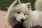 Baikha Samoyede 10 mois - Samoyède (10 mois)