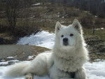 samoyede -Daïka - Samoyède