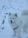 samoyede -Daïka - Samoyède