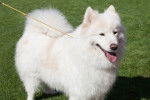 Photo Samoyède