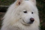 Photo Samoyède