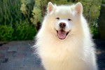 Photo Samoyède