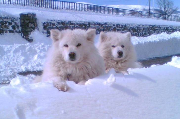 Kyra & Yako - Samoyède (8 ans)