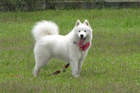 Scott - Samoyède Mâle (2 ans)