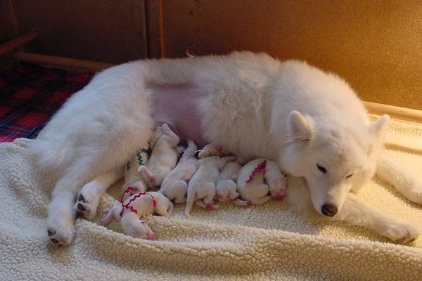 Puppys of Sandy - Samoyède (3 mois)