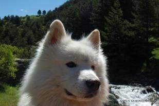 Aspen Samoyedo - Samoyède Mâle (3 ans)