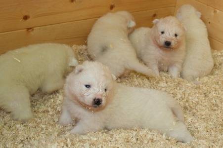 Samoyèdes, bébés de Shinook - Samoyède