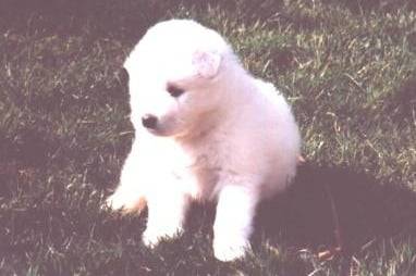 samoyede - Samoyède