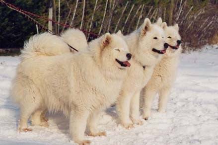 samoyede - Samoyède