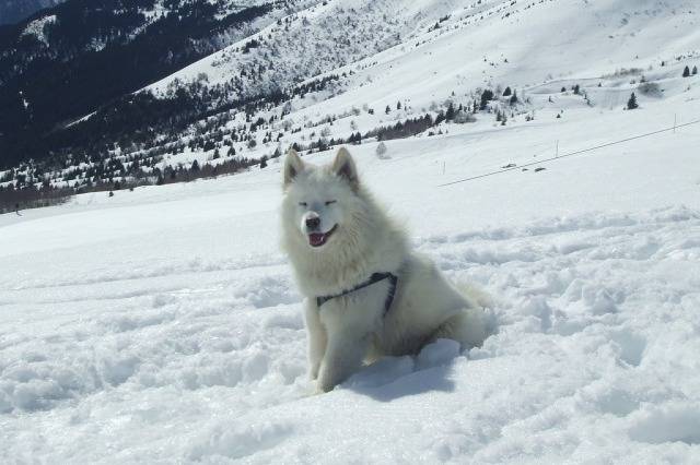 samoyede-Daïka - Samoyède