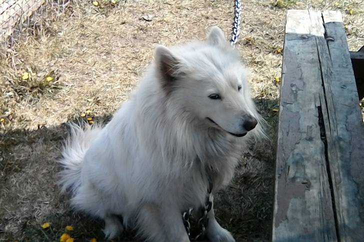 Jax - Samoyède Mâle (2 ans)
