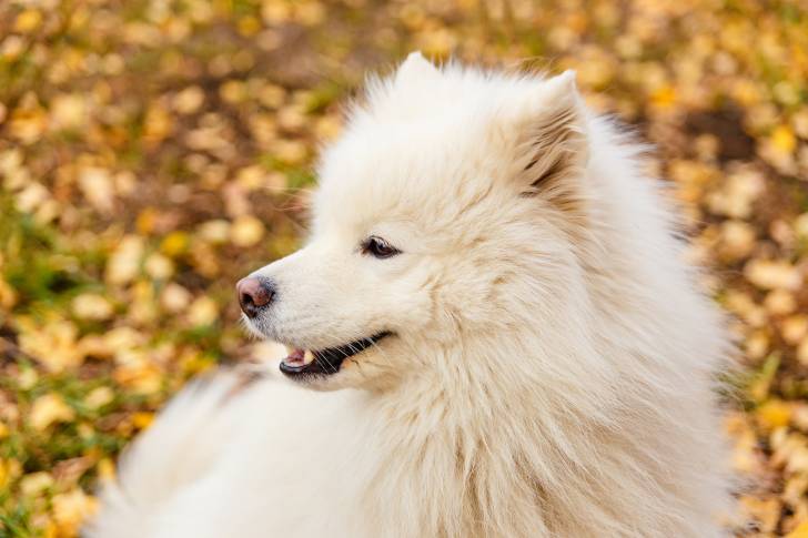 Un Samoyède lors d'une promenade en automne