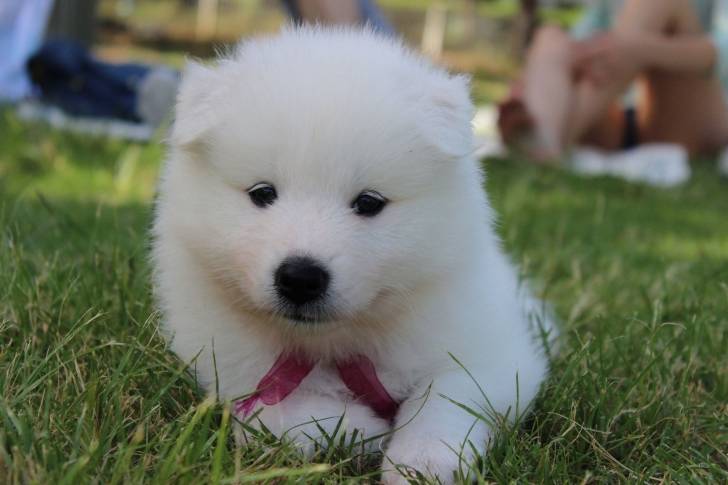 Un chiot Samoyède avec un ruban rose allongé sur du gazon