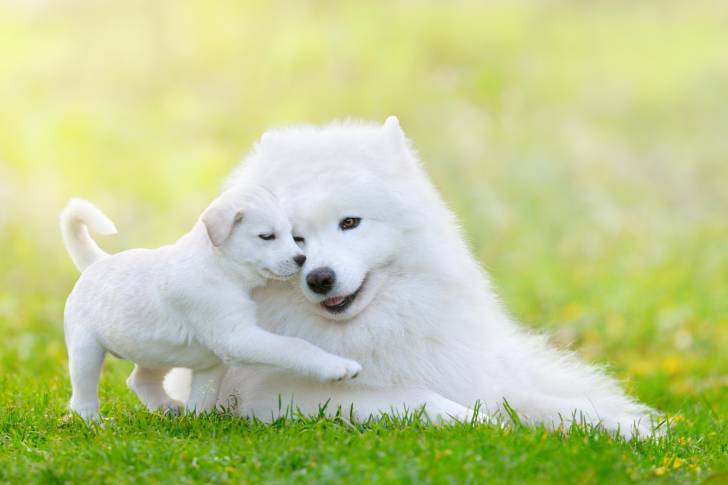 Une maman Samoyède et son chiot dans un jardin