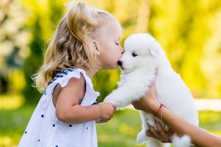 Une petite fille est en train de faire un bisou à un chiot Samoyède 