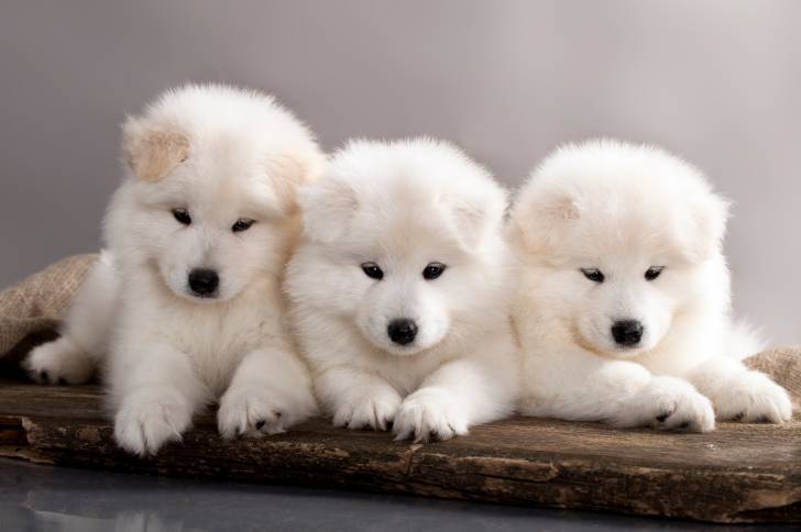 Trois chiots Samoyèdes qui posent face à l'objectif