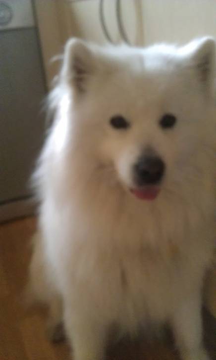 Snowy - Samoyède (3 ans)