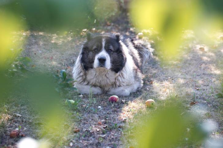Photo Berger du Caucase