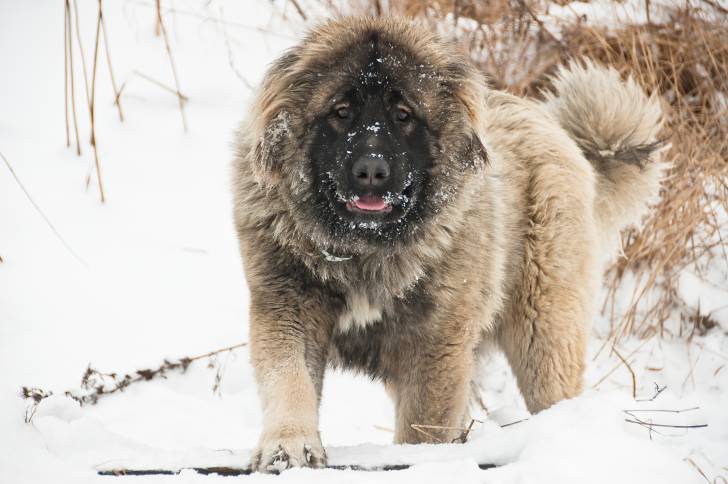 Un Berger du Caucase marche dans la neige