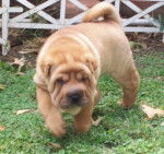cocky - Shar-Peï Mâle (2 mois)