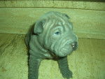hei-ko - Shar-Peï Mâle (2 mois)