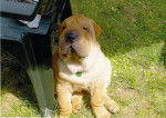 Baloo - Shar-Peï Mâle (3 ans)