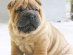 lpolin - Shar-Peï (2 mois)