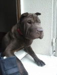 heiko - Shar-Peï Mâle (1 an)