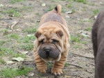 Guess - Shar-Peï (1 an)