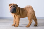 Un chiot Shar-Peï de 3 mois debout sur un parquet