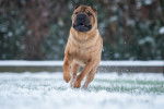 Un Shar-Pe&iuml; en train de courir dans la neige