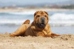 Un Shar-Peï allongé sur la plage 
