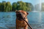 Un Shar-Peï sort de l'eau avec un bâton dans la gueule