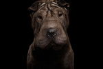 Portrait professionnel d'un Shar-Peï