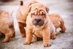Une portée de chiots Shar-Peï