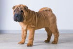 Photo Shar-Peï