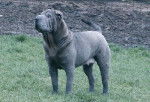 Chibi - Shar-Peï (6 ans)