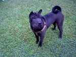 fifty - Shar-Peï Mâle (1 an)
