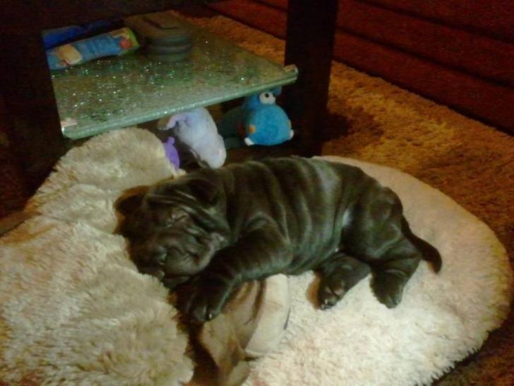 Lola - Shar-Peï (2 mois)