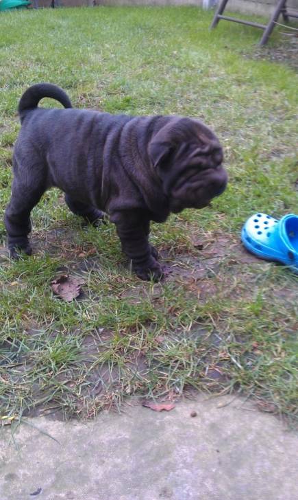 Lola - Shar-Peï (2 mois)