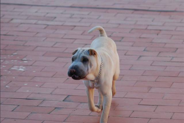 Moyitas - Shar-Peï Mâle (1 an)
