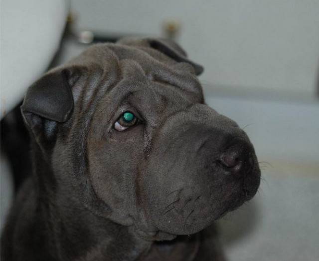 Boniato - Shar-Peï (10 mois)
