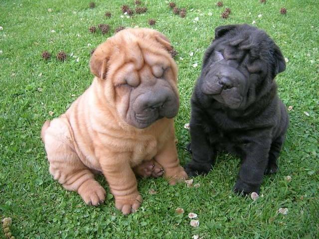 lluvia y gina - Shar-Peï (10 mois)
