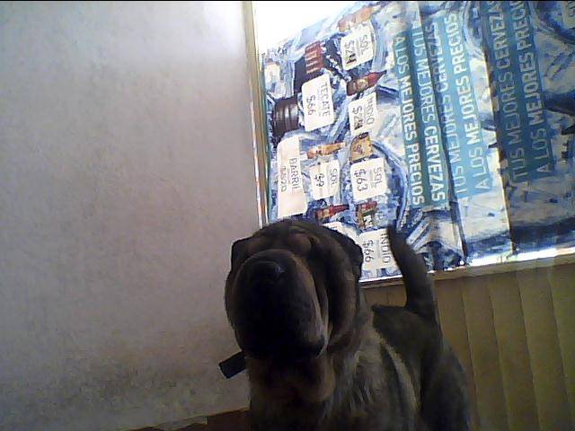 Yen - Shar-Peï Mâle (7 ans)