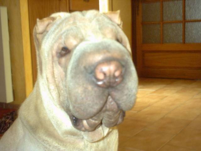 Ciai-li du Serre de Tao - Shar-Peï Mâle (2 ans)