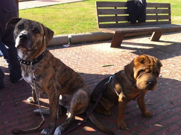 tigre y tara - Shar-Peï (2 ans)