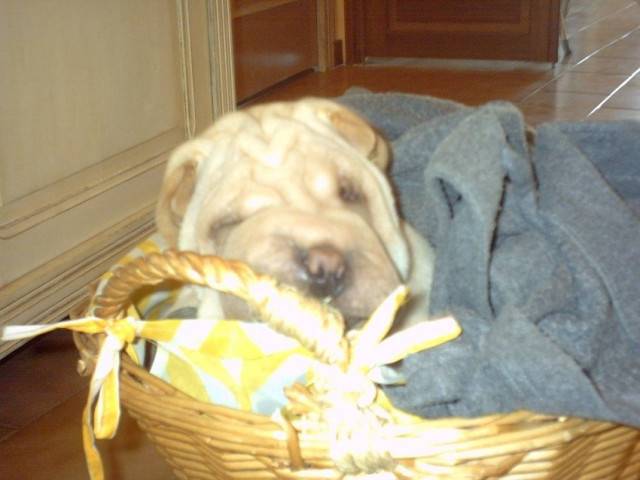 Ciai-li du Serre de Tao - Shar-Peï Mâle (1 an)