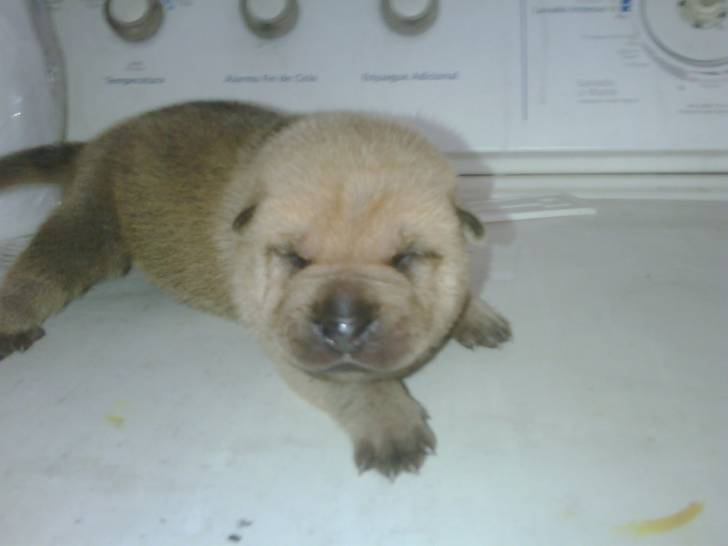 Gordo - Shar-Peï Mâle (1 mois)
