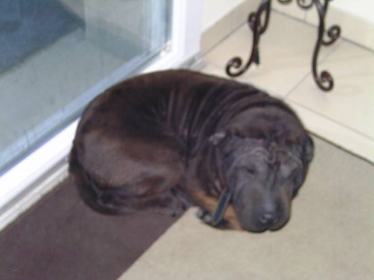 mon pitit toutou a 4mois - Shar-Peï (3 ans)